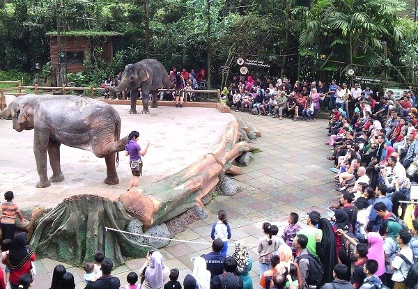 Kebun Binatang Belajar Bermain Anak